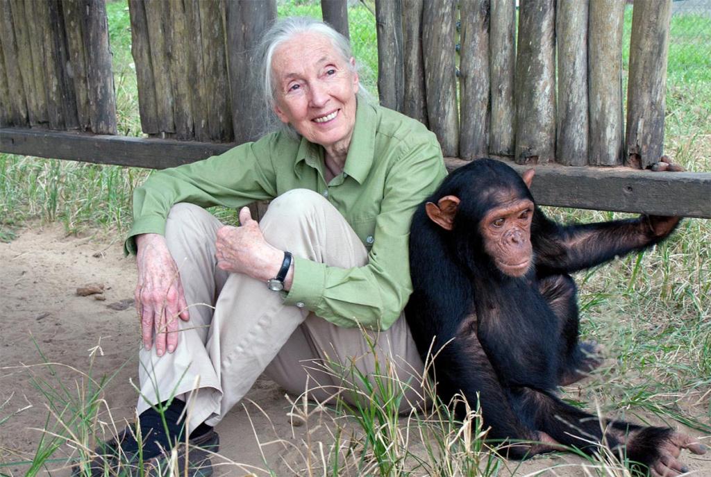 Fallece Jane Goodall, pionera en el estudio de los chimpancés